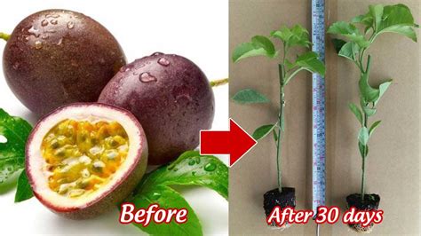 passion fruit plant care